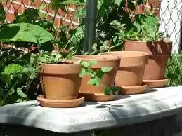 8 Useful Tips for Terrace Gardening 8 Useful Tips for Terrace Gardening